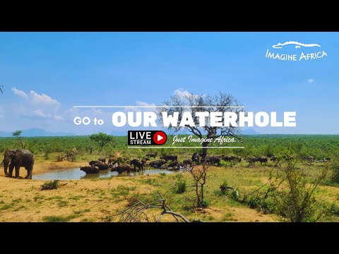 Imagine Africa Waterhole Cam