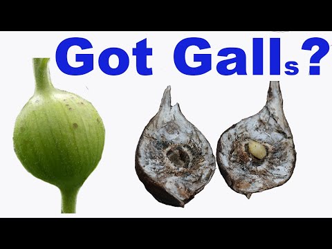 Goldenrod Galls - What, How, and Why