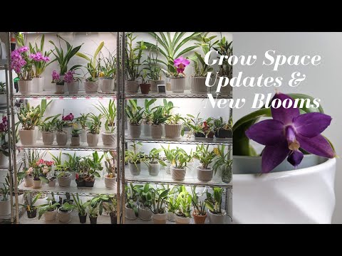 Quick Grow Space Updates | Lots of Orchid Growth During the Heatwave - Summer Is Near!