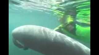 preview picture of video 'Crystal River Florida Manatees'
