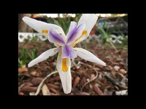 Happy birthday, Antoinette!