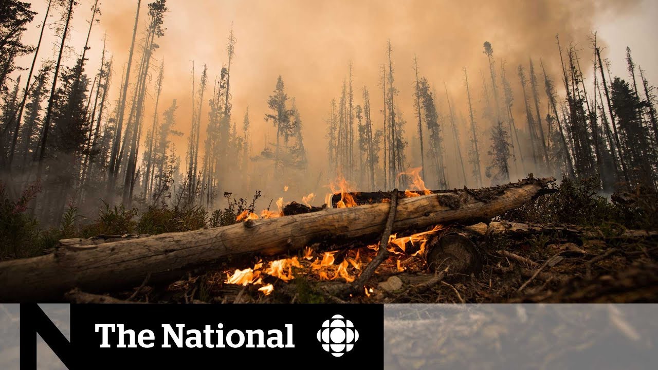 What are the effects of forest fires on the environment? Tipseri