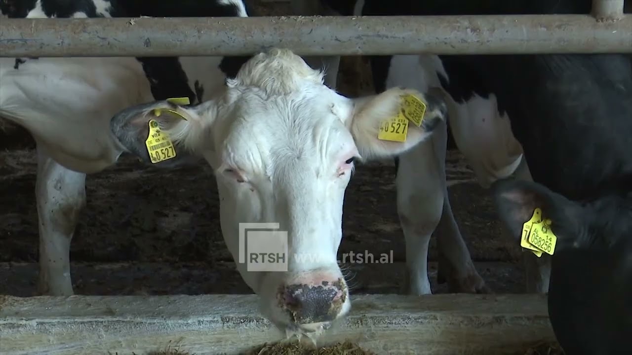 Antibiotikët te kafshët; periudha pas trajtimit, kyçe për sigurinë ushqimore