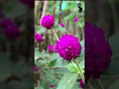 Flowers | ಹೂಗಳು | Beauty of Nature | Raghav Pravir