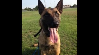 preview picture of video 'Athena - Malinois - Oklahoma City Dog Training'