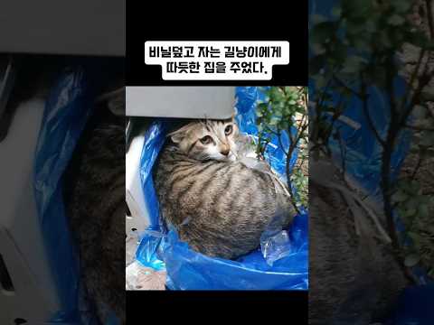 비닐덮고 자는 길냥이에게 따듯한 집을 주었다! 부동산으로 묘생역전한 도토리는개냥이