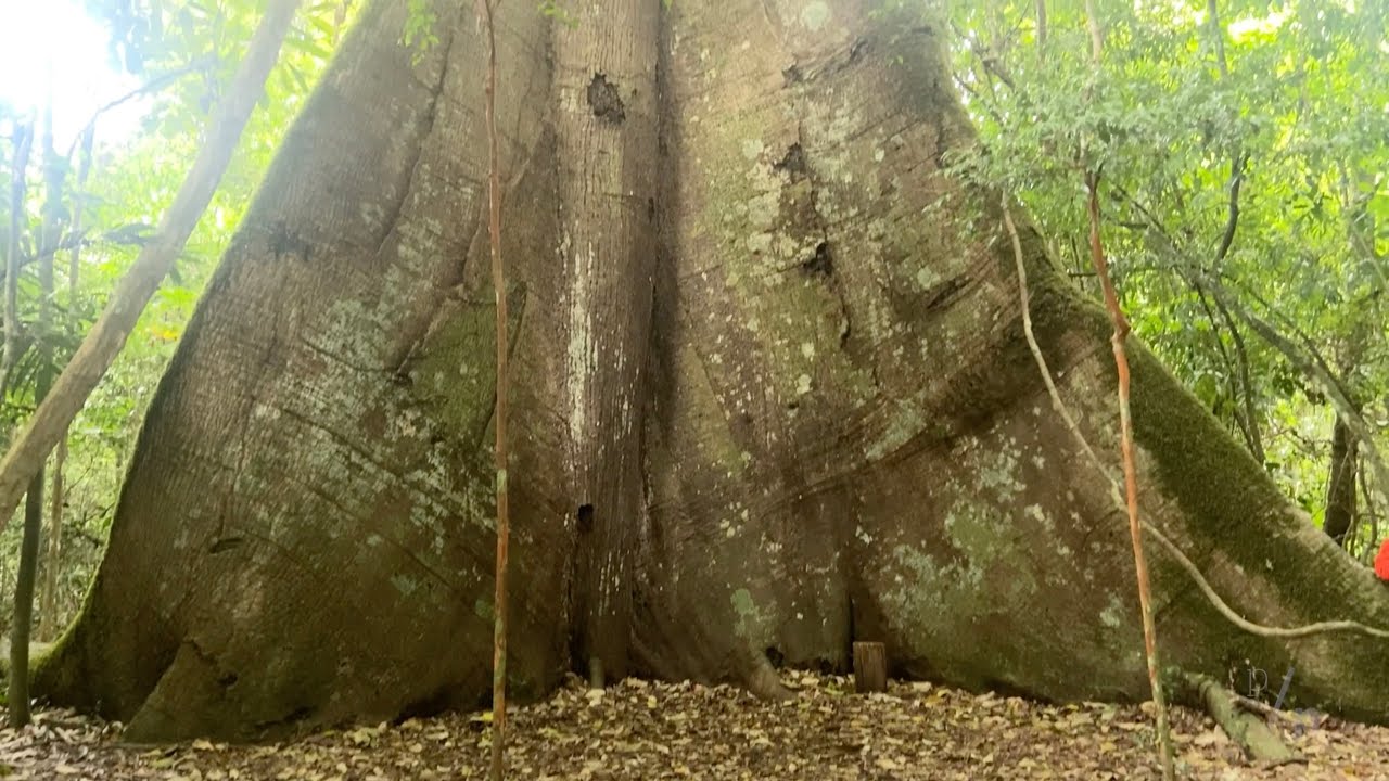 Uma gigante na Amazônia