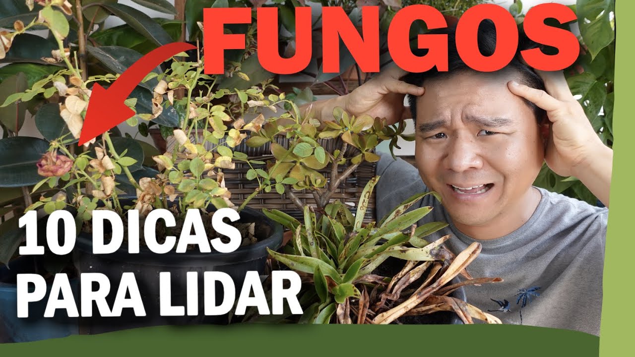 FUNGOS nas plantas - 10 dicas para lidar com eles