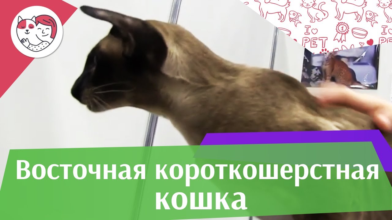 КОШКИ ВОСТОЧНАЯ КОРОТКОШЕРСТНАЯ ЗООШОУ 2016 НА ilikepet