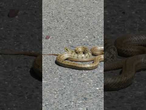 ヘビに対して漂白剤を使用する:「はい」または「いいえ」?  庭園