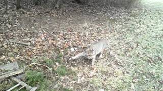 Bobcat trapping with David Williams February2014