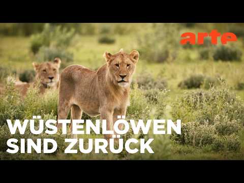 Leben mit den Wüstenlöwen | Freie Bahn für Wildtiere Reupload | ARTE Fernweh