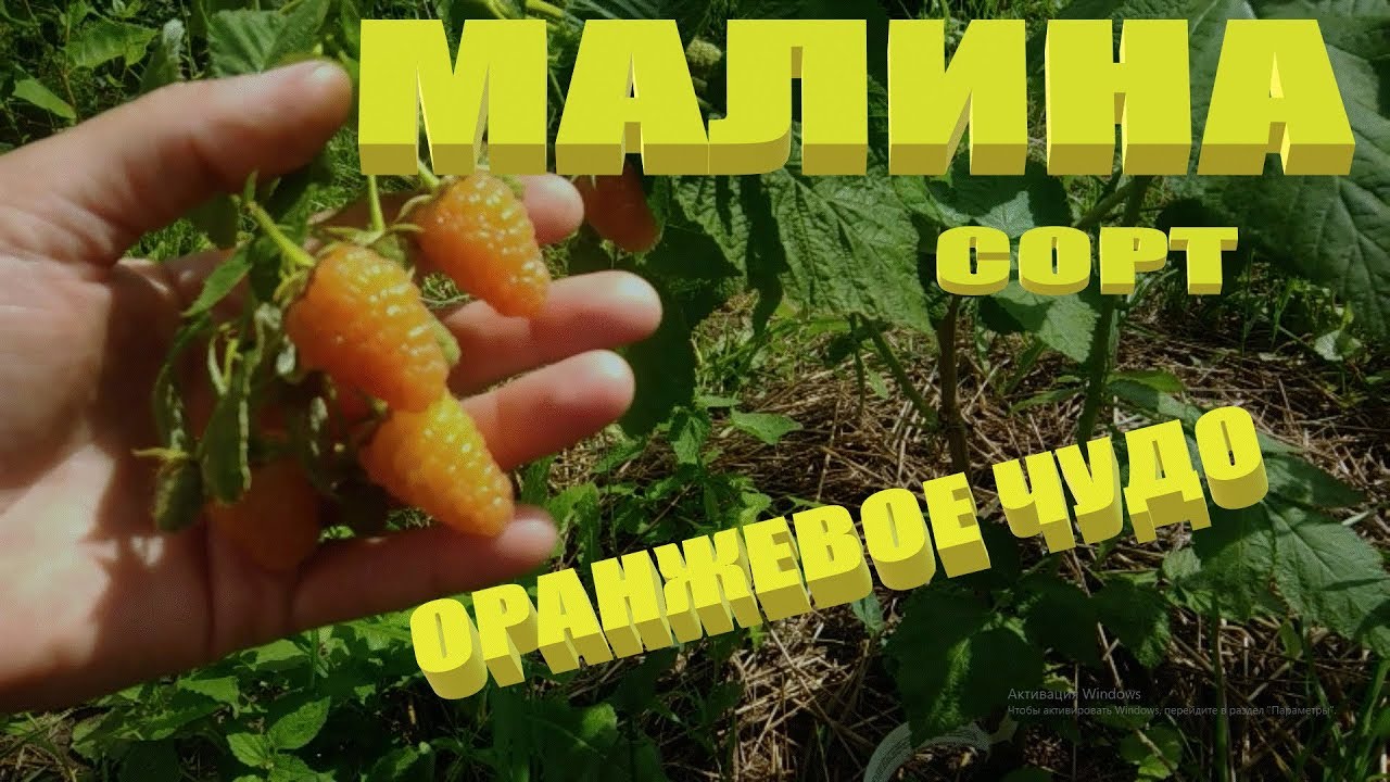 Сорта ремонтантной малины.Малина Оранжевое чудо.