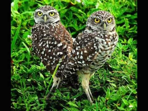 NEN400 - Wild Passions