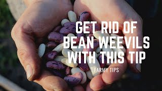 GET RID OF BEAN WEEVILS WITH THIS HACK || FARMY TIPS