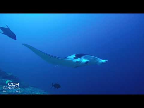 - CCR Rangiroa - Manta in the Tiputa Pass - Une raie manta devant la pass de Tiputa - RANGIROA