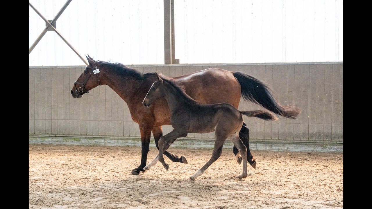 Heartbeat vd Roopoorte Z (HEARTBEAT OF PICOBELLO x CONCORDE) video 1
