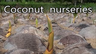 Download lagu Coconut nurseries from Brazil, Cook, Côte d'Ivoire, Fiji, French Polynesia, Samoa and Solomon mp3