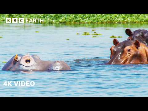 Spy Hippo Explores Underwater Skin Clinic | 4K UHD | Spy In The Wild | BBC Earth