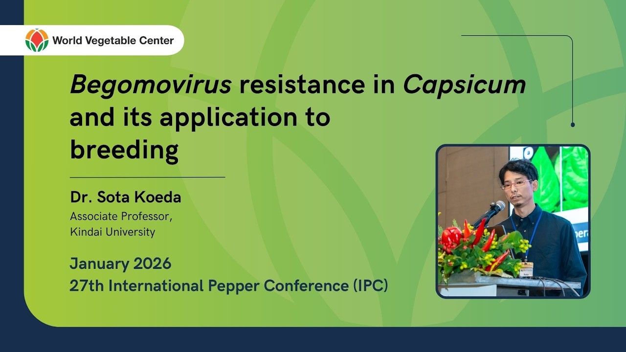 Begomovirus resistance in capsicum and its application to breeding