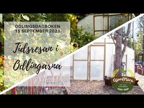 Tidsresa i odlingarna  Odlingsdagboken 2021-09-15
