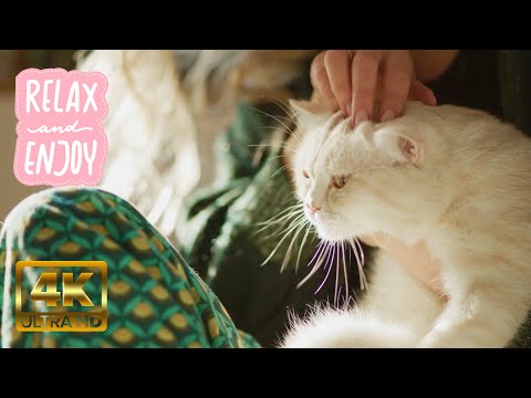 Purrr 🐾 Relax With Cute Cats ~ 432Hz Deep Meditation Music 🍀 Healing Purring Vibrations 20-140Hz