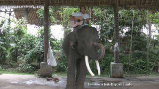 Leo Aberer feat. Elephant - Unplugged