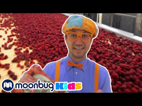 Blippi Visits a Raspberry Factory | Blippi | Kids Songs | Moonbug Kids