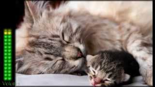 28 Lullabies ★ video gets Quieter during play ★ Volume slowly lowers to help Baby fall asleep!