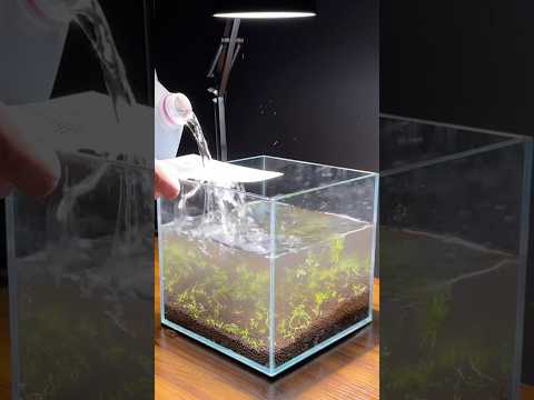 Building a 2 gallon filterless aquarium