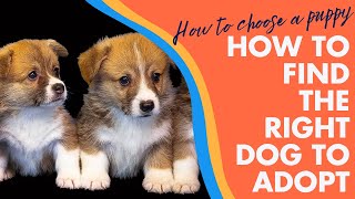 How to find the right dog to adopt | dogs for adoption