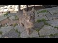 Very Cute Hungry Gray Kitten Asks Me For Food