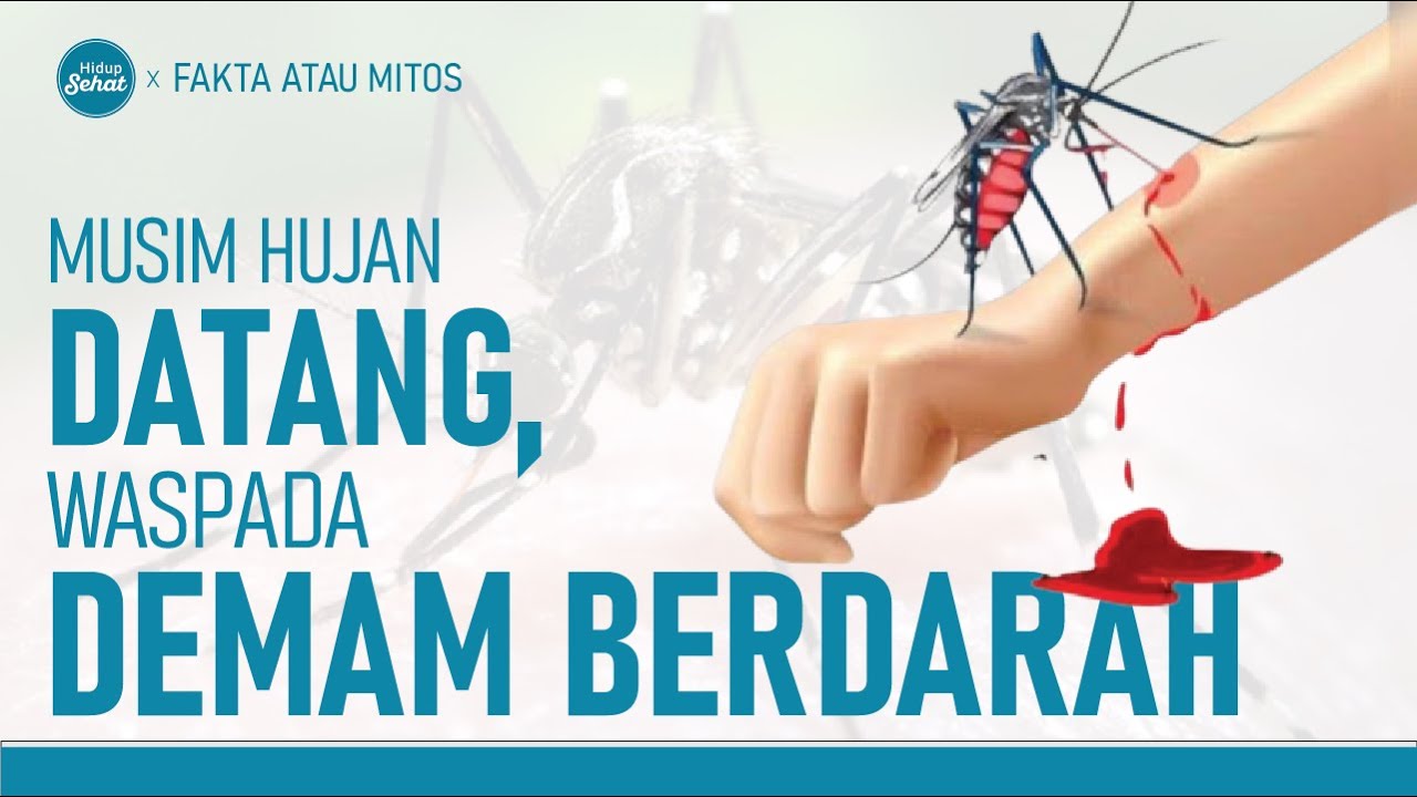 Musim Hujan Datang, Waspada DBD Menyerang! | Hidup Sehat tvOne