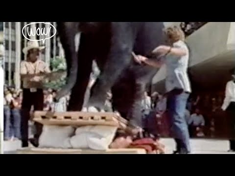 Yogi Pandey elephant walk on chest!