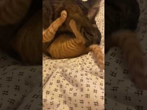 #cat #lick #lovely #catvideos #gentle