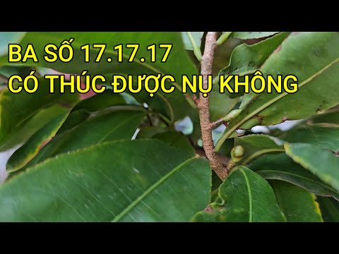 🔴 QBS23482 - BÓN PHÂN THÚC NỤ CHO CÂY MAI VÀNG MIỀN BẮC THÁNG 9 ÂM LỊCH |CÁCH CHĂM MAI VÀNG MIỀN BẮC