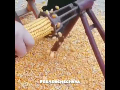 Как отделить зерна от кукурузы. Зерна кукурузы отделить от початка. Сушилка для початков кукурузы. Кочан кукурузы очищенный без зерна на мешок. Лущилка для кукурузы.