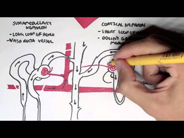 Kidney and nephron overview