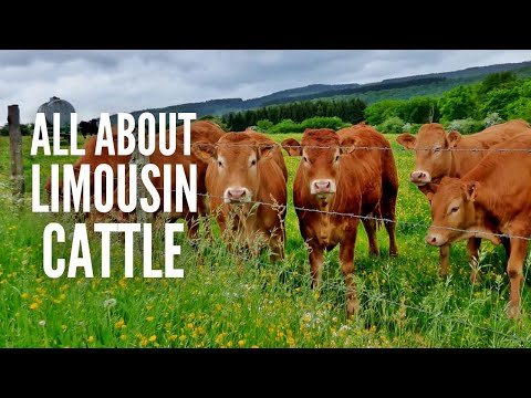 , title : 'Limousin Cows – Breed Profile, Characteristics and Facts'