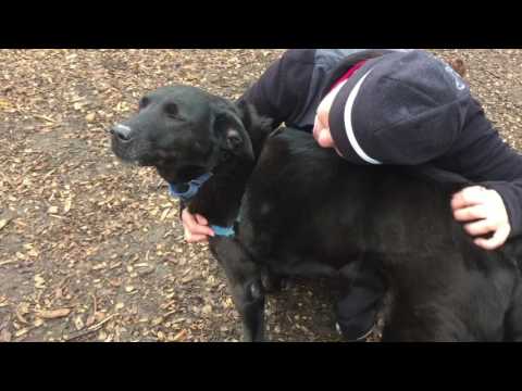 Hudson - Needs Permanent Foster, an adopted Black Labrador Retriever in Briarcliff Manor, NY_image-1