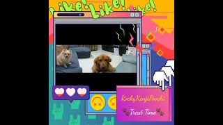 Dog Treat Time Compilation | Dog Cute Moments | Rocky x Kenji x Poochi