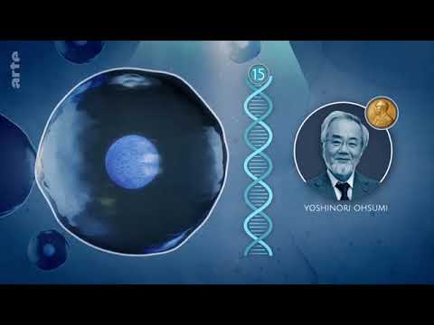 Fasten: Ein Phänomen wird erforscht | Doku HD