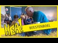 HEA! Een beestenboel in Ternaard