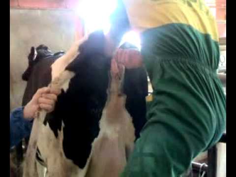 Come imparare ho vermi o no Se la persona ha vermi questo che i sintomi