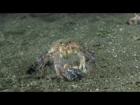 Pagurus prideaux