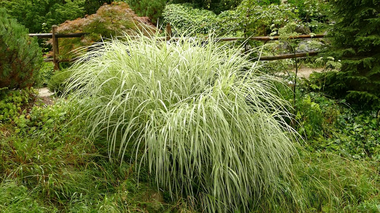 Miscanthus sinensis 'Variegatus'