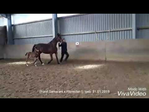 Farina P (Fürst Samarant x Florestan l)