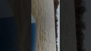 Sea pro t4s