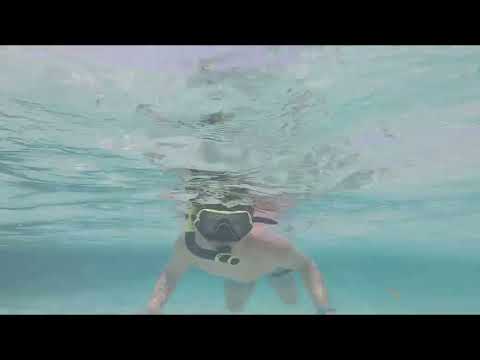 Antigua Stingray Experience 2024.