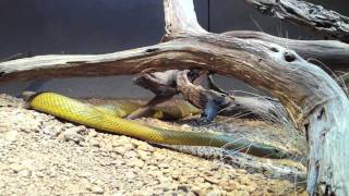 preview picture of video 'The Inland Taipan Snake - The Deadliest & Most Venomous Snake in the World'